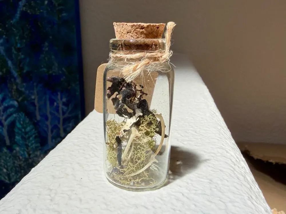 Jar of Rattlesnake Ribs 2.5 x 1 in - Apothecary, Spells, Oddities Bones